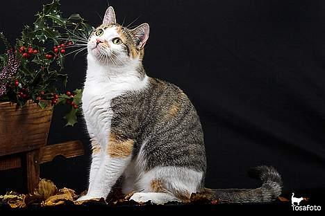 Huskat Laura billede 20