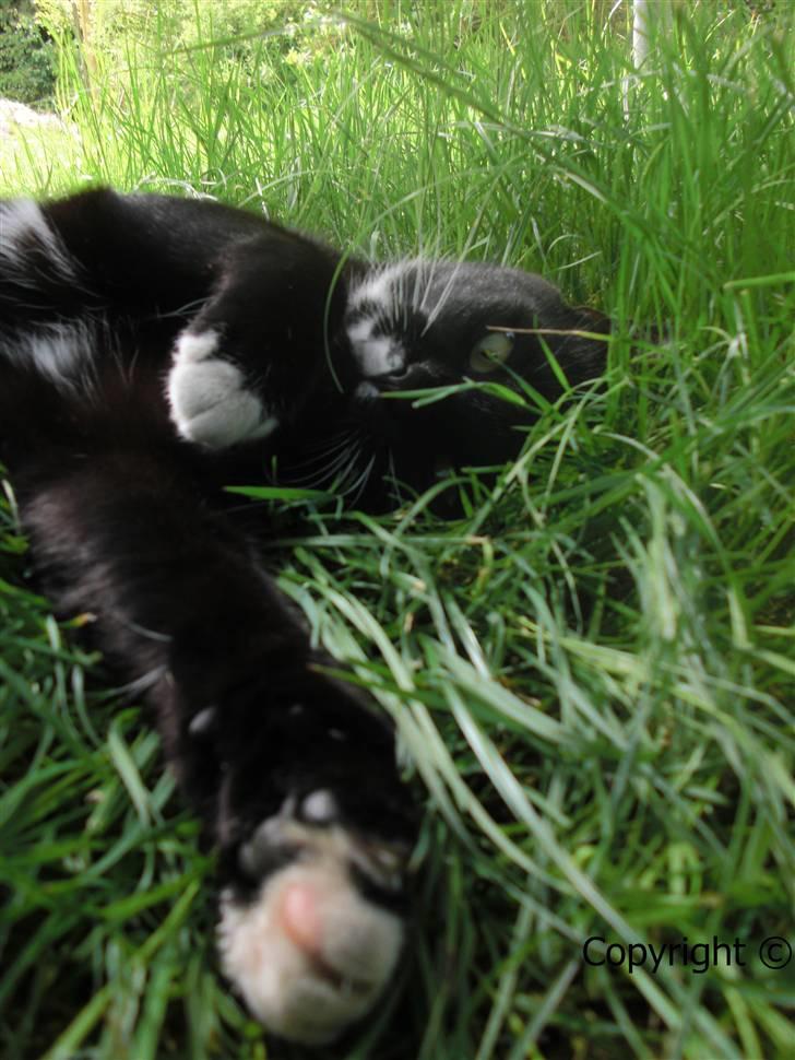 Huskat Lyn - skøre. billede 20