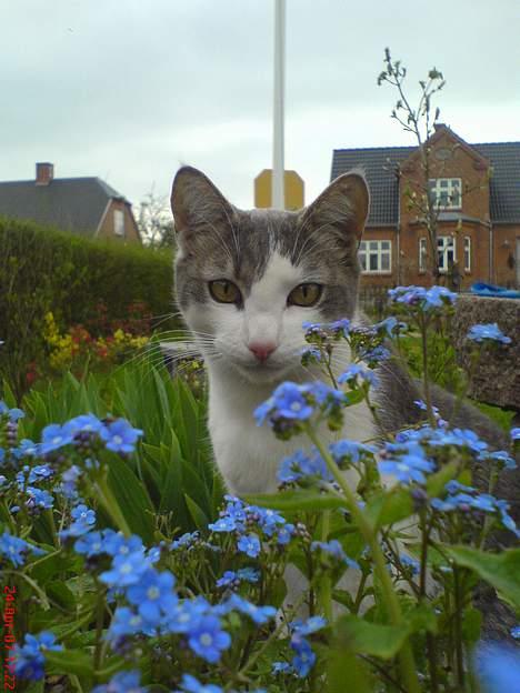 Huskat Gert ;) billede 1