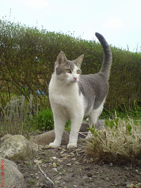 Huskat Gert ;) billede 2
