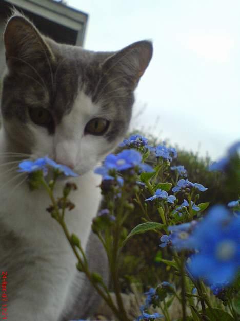 Huskat Gert ;) billede 3