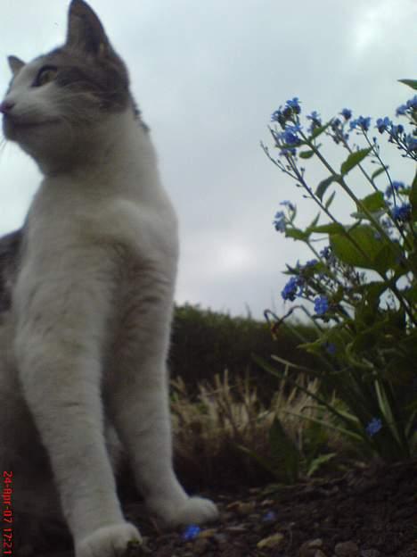 Huskat Gert ;) billede 4