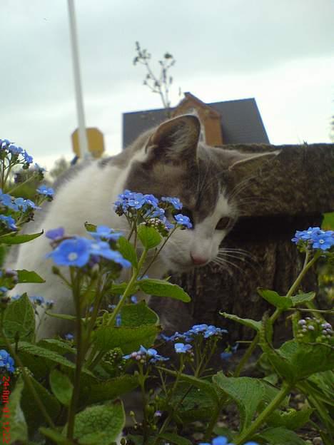 Huskat Gert ;) billede 5