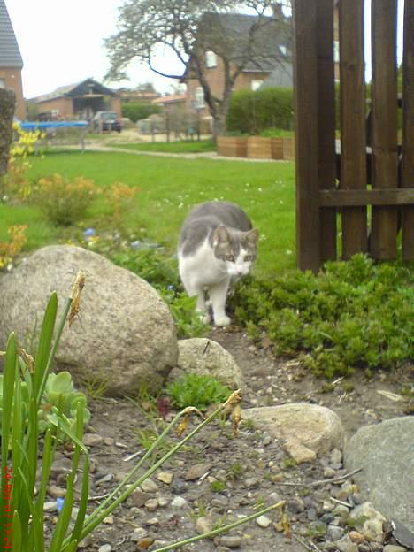 Huskat Gert ;) billede 6