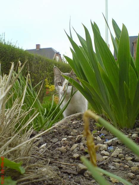 Huskat Gert ;) billede 7