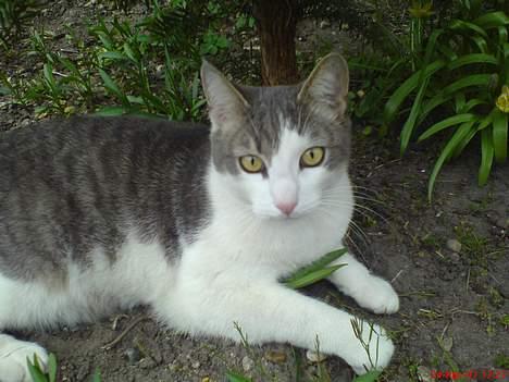 Huskat Gert ;) billede 8