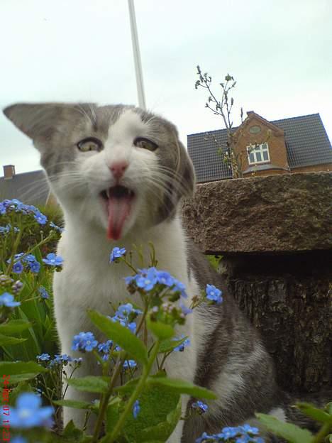 Huskat Gert ;) billede 9