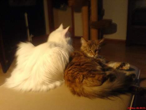 Maine Coon Felicia billede 6