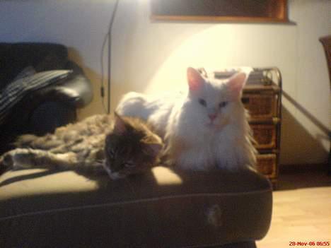 Maine Coon Felicia billede 7