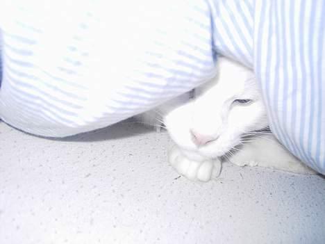 Maine Coon Fernando billede 14