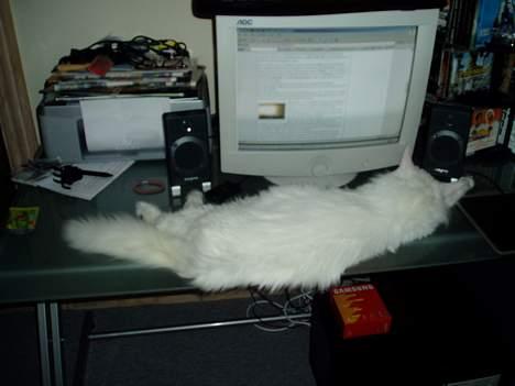 Maine Coon Fernando billede 15