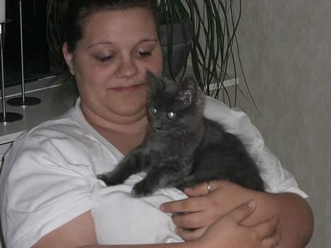 Maine Coon trille - se hvor sød jeg sidder billede 1