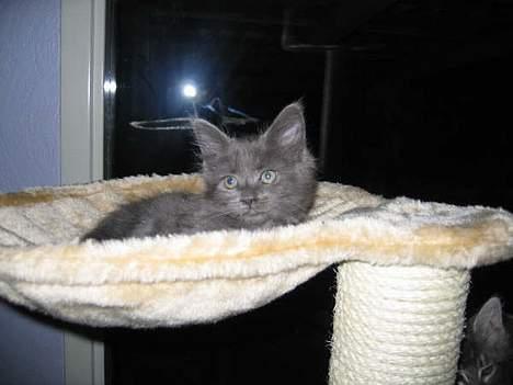 Maine Coon trille - Lad mig nu sove billede 2