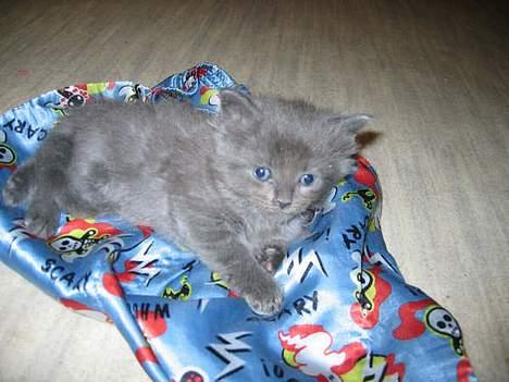 Maine Coon trille billede 3