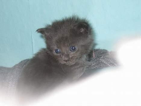 Maine Coon trille billede 4