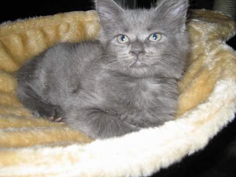 Maine Coon trille billede 5