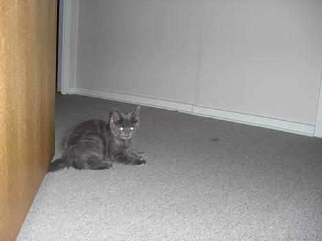 Maine Coon trille billede 6