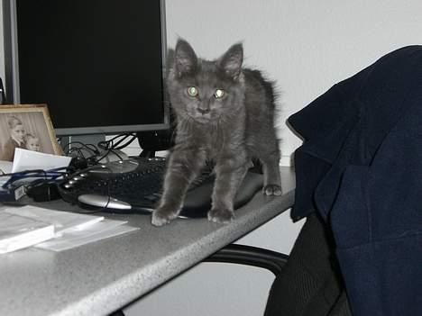 Maine Coon trille - her kommer jeg billede 7