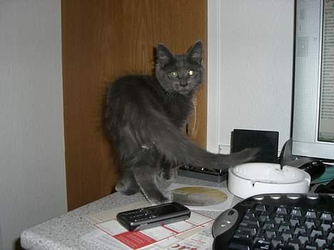 Maine Coon trille - hvad er det billede 8