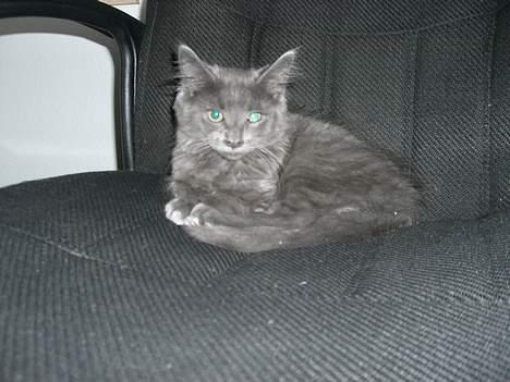 Maine Coon trille - jeg er så træt billede 9