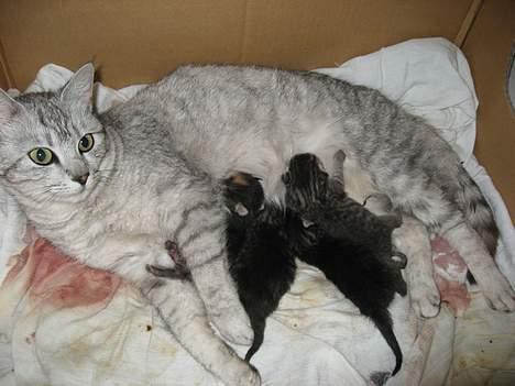 Huskat Julle billede 1