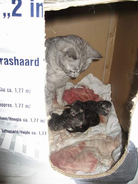 Huskat Julle billede 2