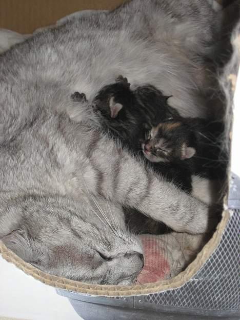 Huskat Julle billede 3