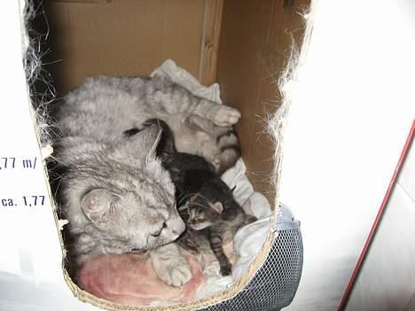 Huskat Julle billede 4