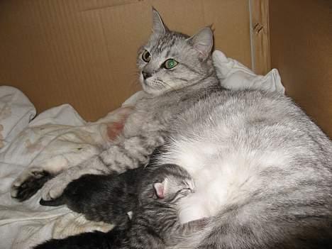 Huskat Julle billede 5