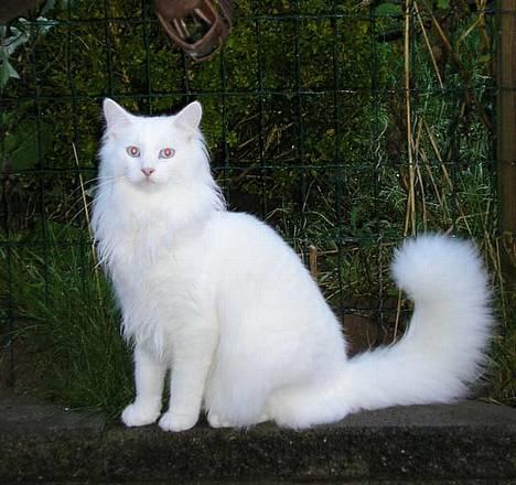 Norsk Skovkat Jack billede 1