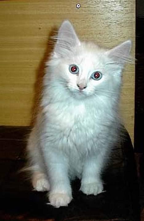 Norsk Skovkat Jack billede 2