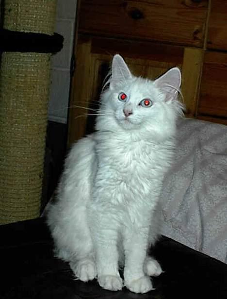 Norsk Skovkat Jack billede 3