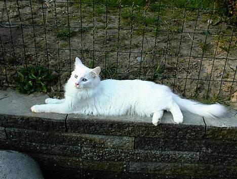 Norsk Skovkat Jack billede 4