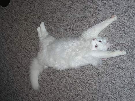 Norsk Skovkat Jack billede 5