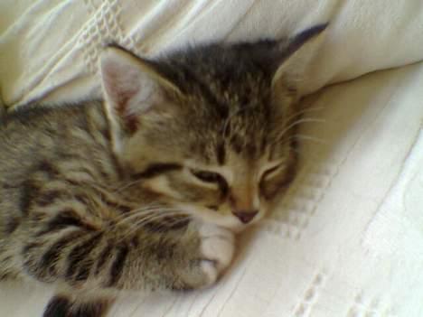 Huskat Qlimax billede 2