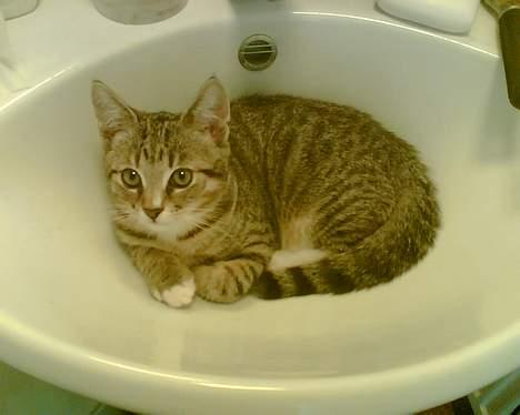 Huskat Qlimax billede 3