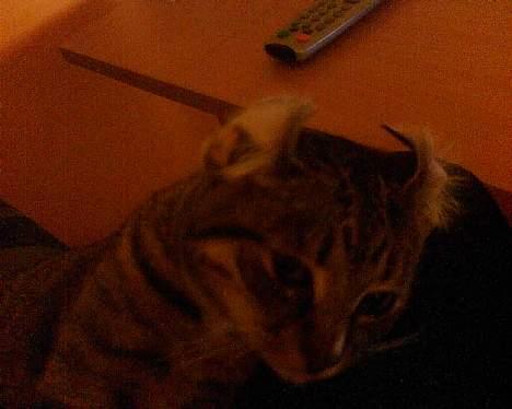 Huskat Qlimax billede 4