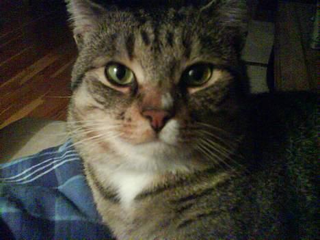 Huskat Qlimax billede 5