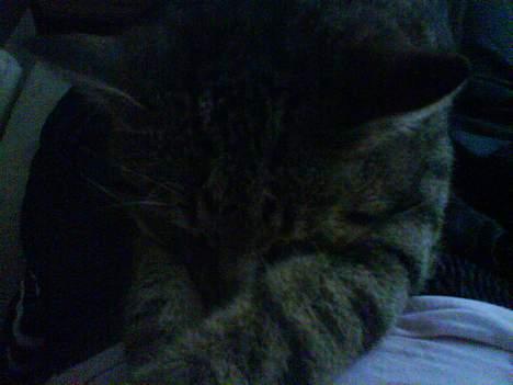 Huskat Qlimax billede 6