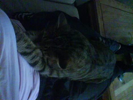 Huskat Qlimax billede 7