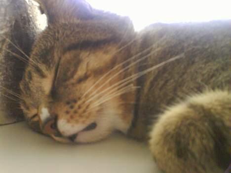 Huskat Qlimax billede 8