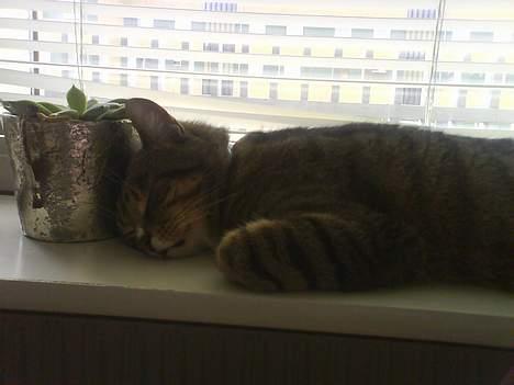 Huskat Qlimax billede 9