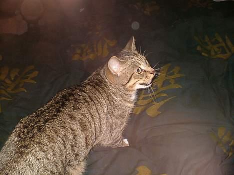 Huskat Qlimax billede 10