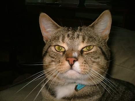 Huskat Qlimax billede 11