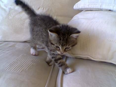 Huskat Qlimax billede 12