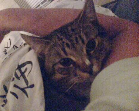 Huskat Qlimax billede 13