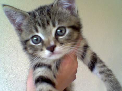 Huskat Qlimax billede 14