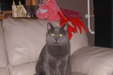 Blanding af racer Simba billede 3