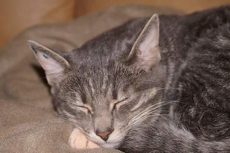 Blanding af racer Mette billede 3