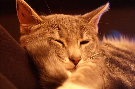 Blanding af racer Mette billede 4